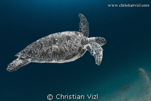 Green Turtle found in Akumal, Quintana Roo, Mexico. by Christian Vizl 